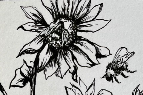 花和蜜蜂的植物学插图