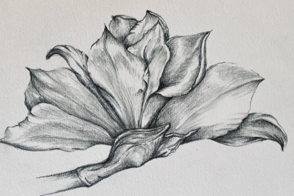 用铅笔画的花的植物学插图