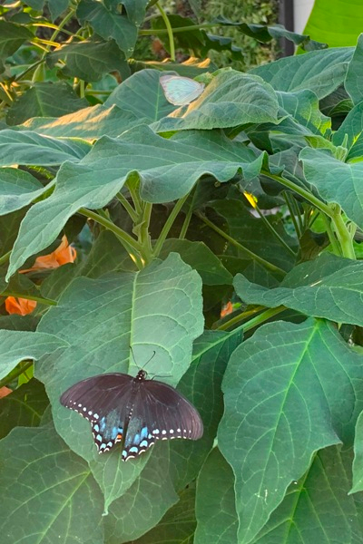 植物上的蝴蝶